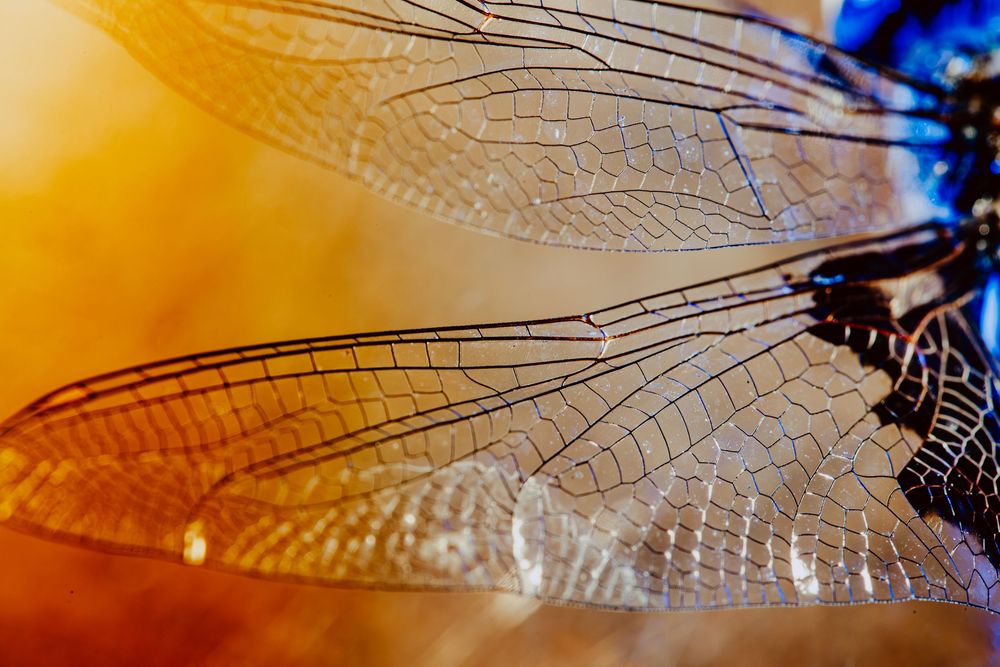 Dragonfly; creative lighting macro photography