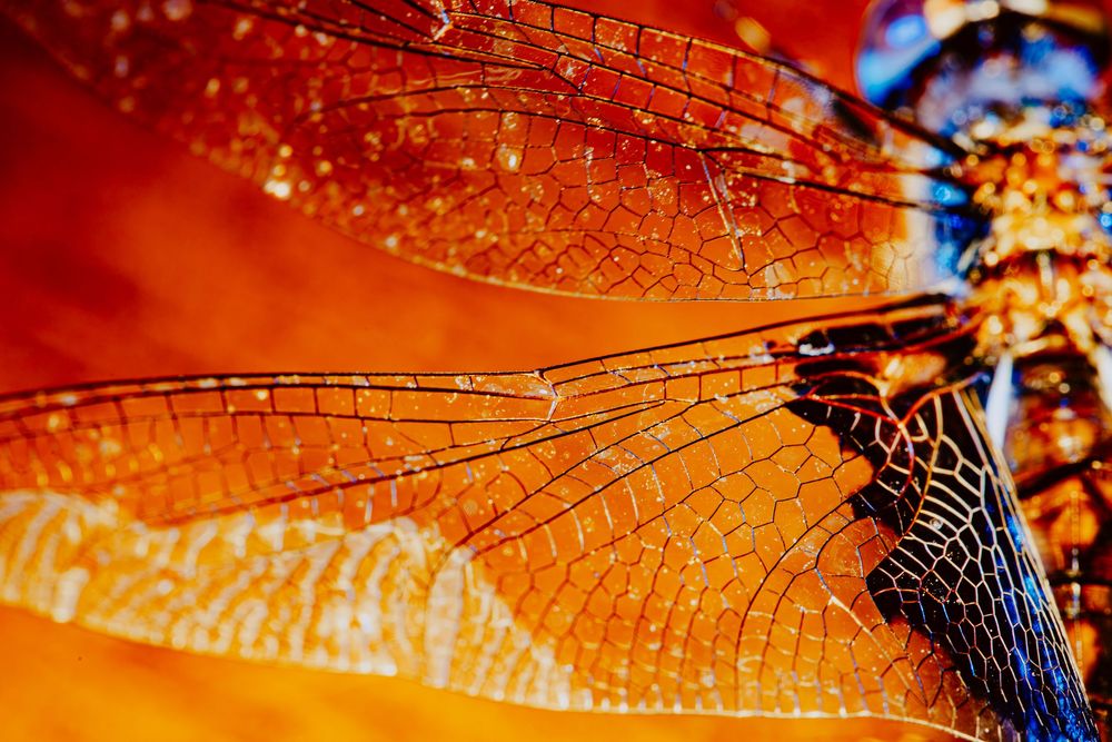 Dragonfly; creative lighting macro photography