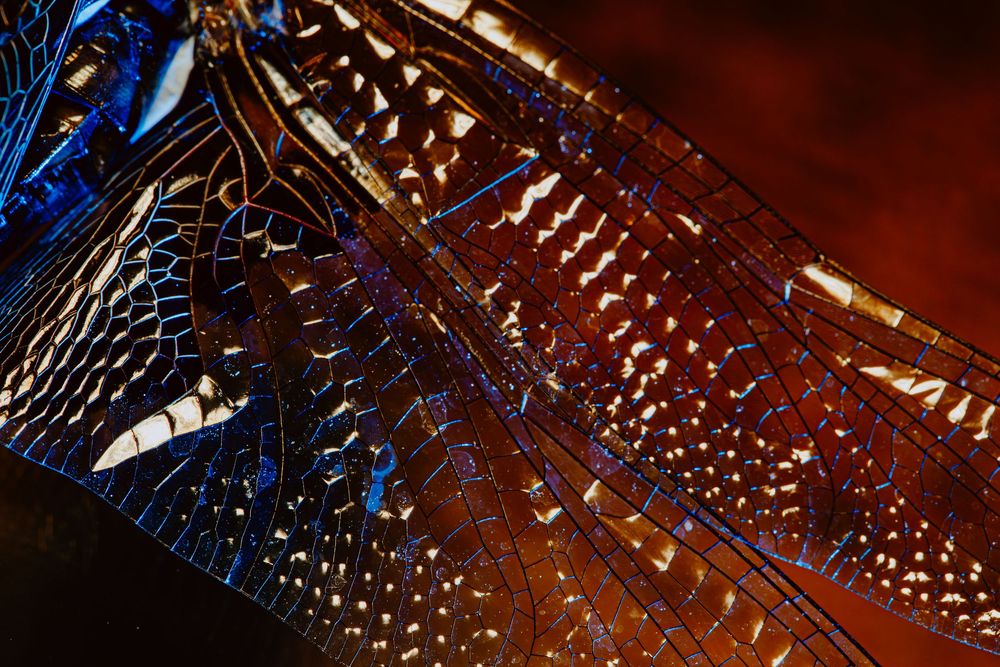 Dragonfly; creative lighting macro photography