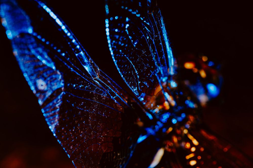 Dragonfly; creative lighting macro photography