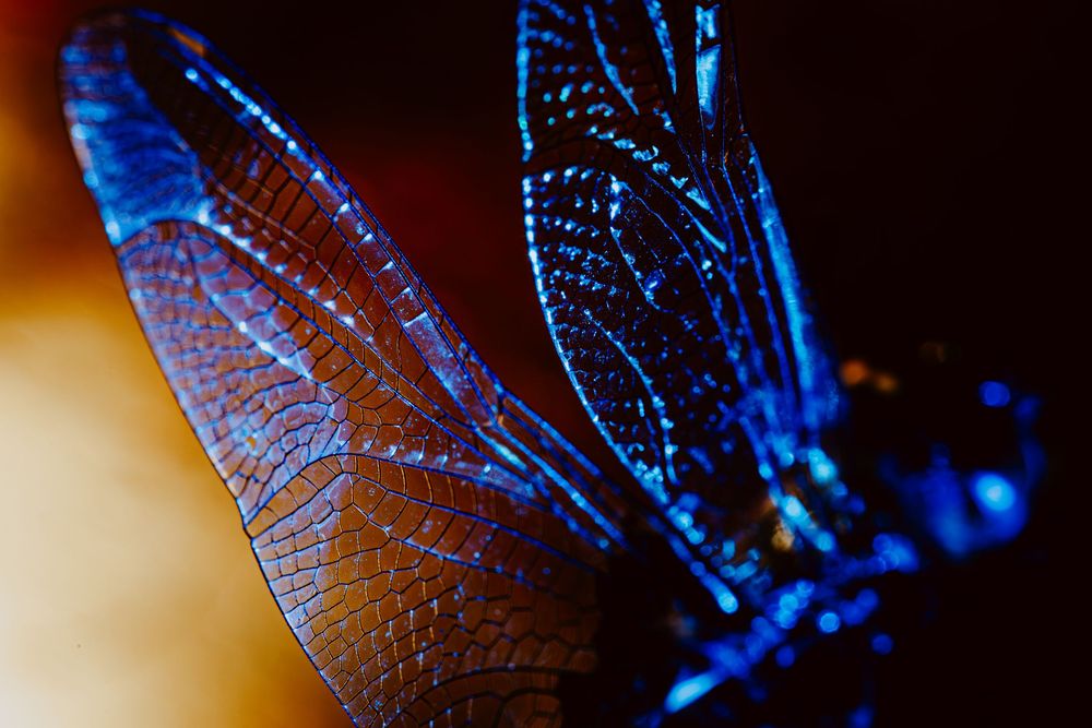 Dragonfly; creative lighting macro photography