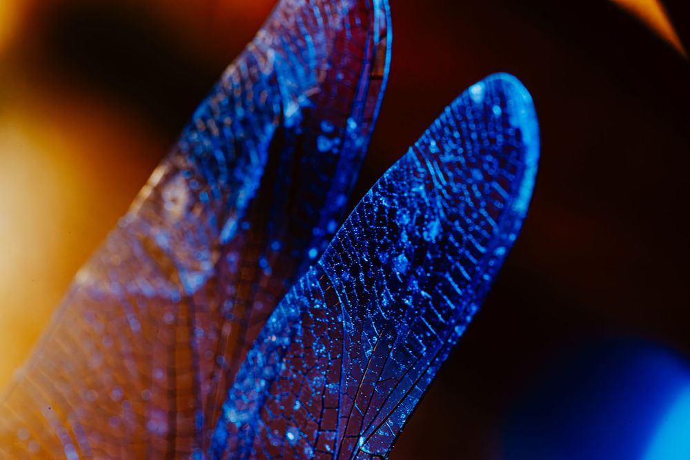 Dragonfly; creative lighting macro photography