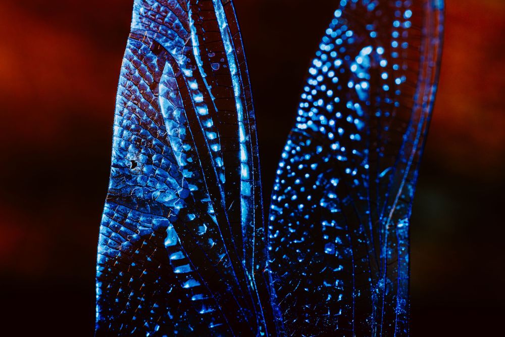 Dragonfly; creative lighting macro photography
