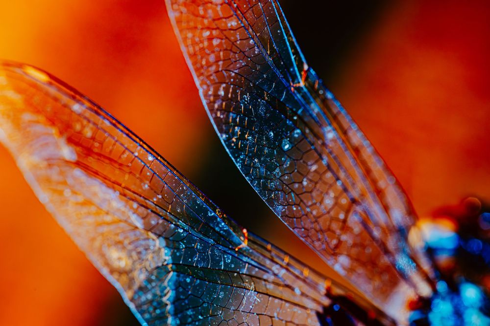 Dragonfly; creative lighting macro photography