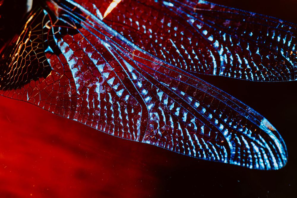 Dragonfly; creative lighting macro photography
