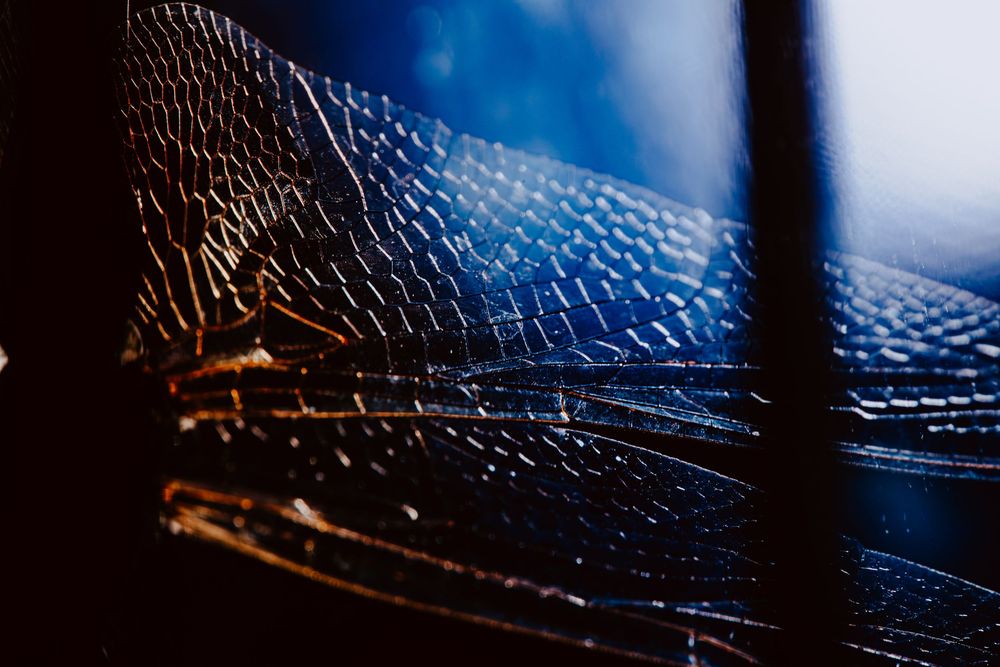Dragonfly; creative lighting macro photography