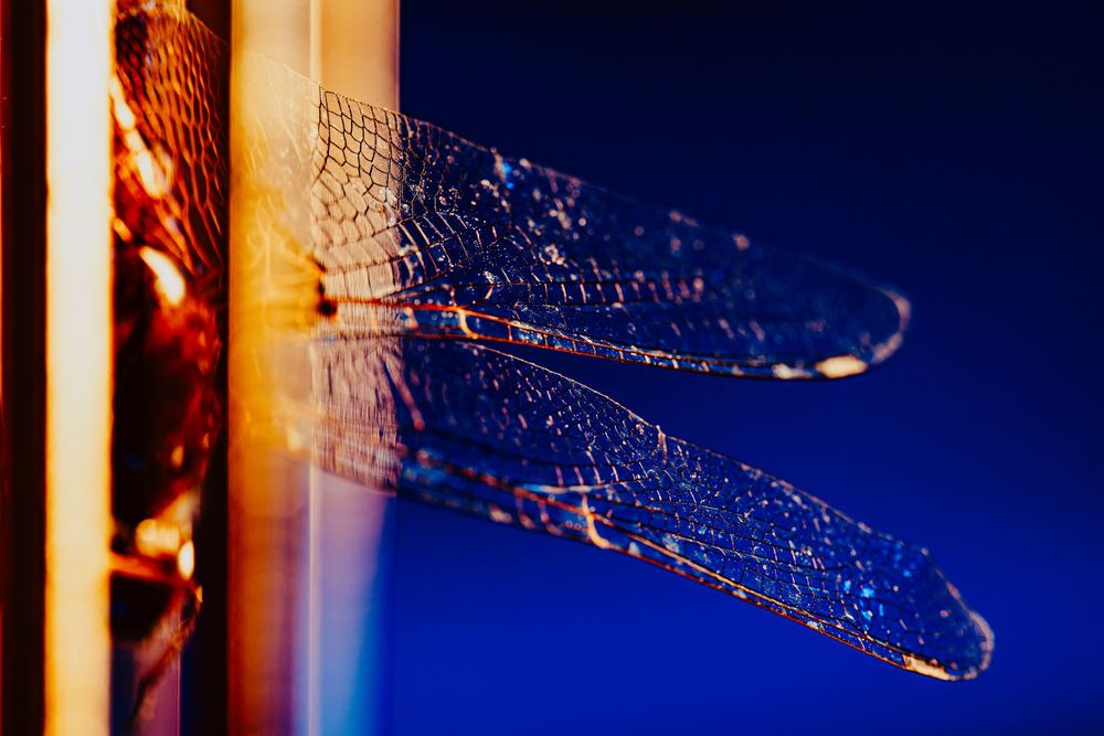 Dragonfly; creative lighting macro photography