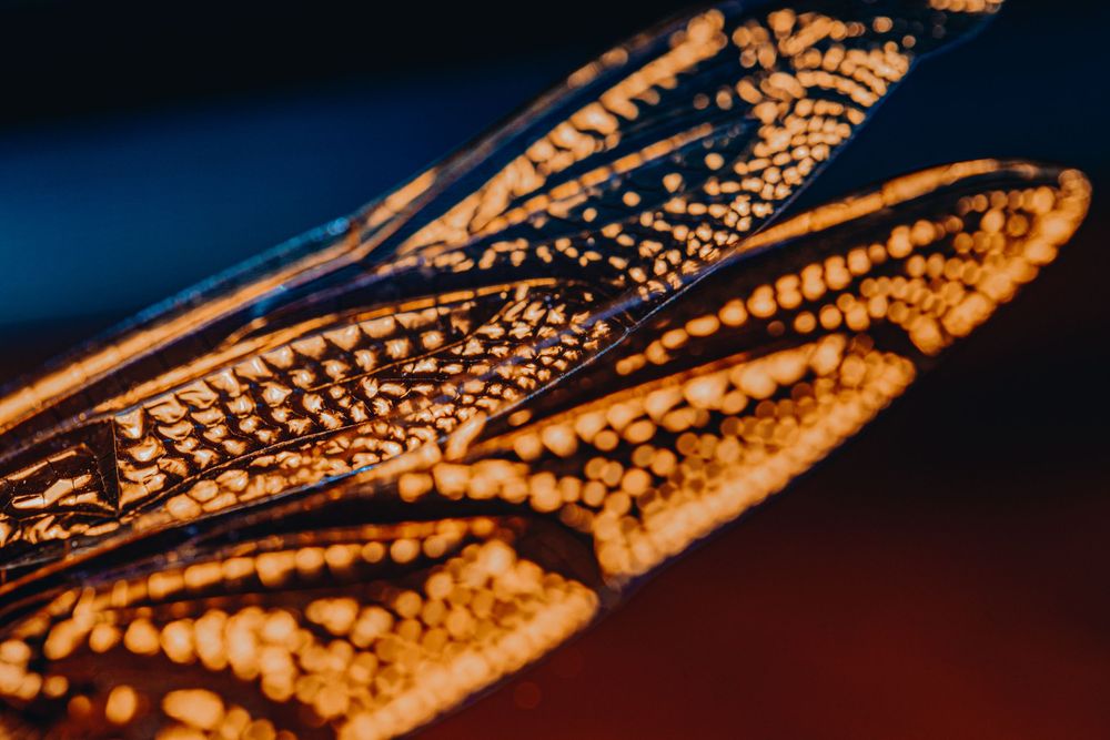 Dragonfly; creative lighting macro photography