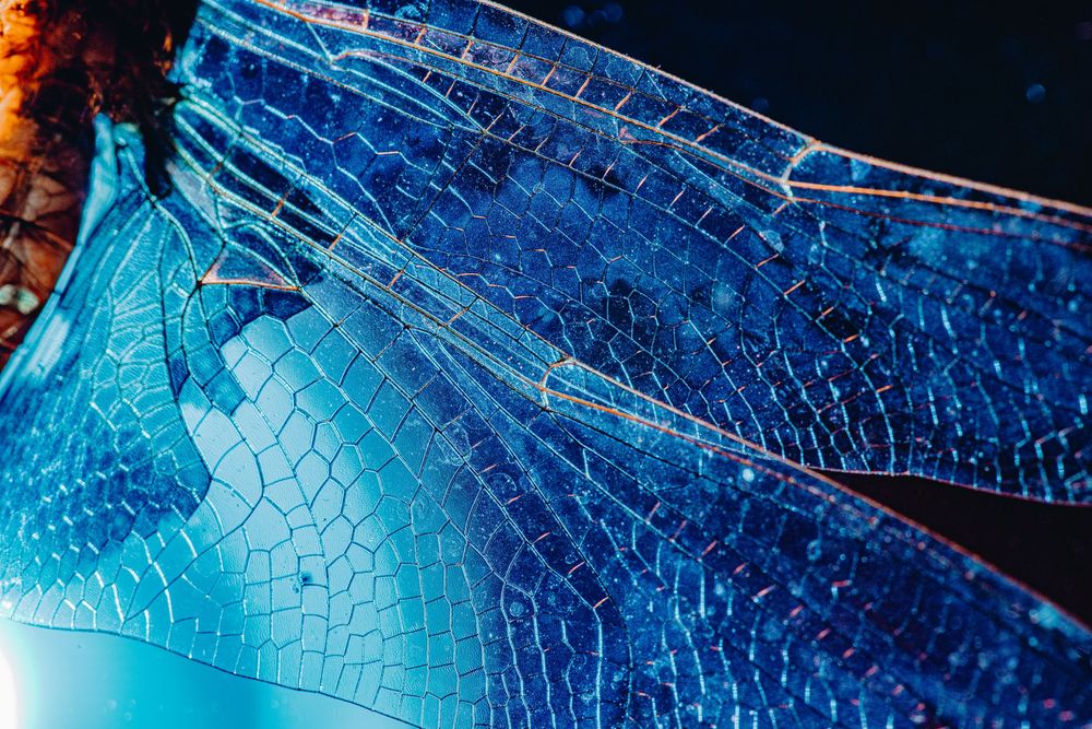 Dragonfly; creative lighting macro photography