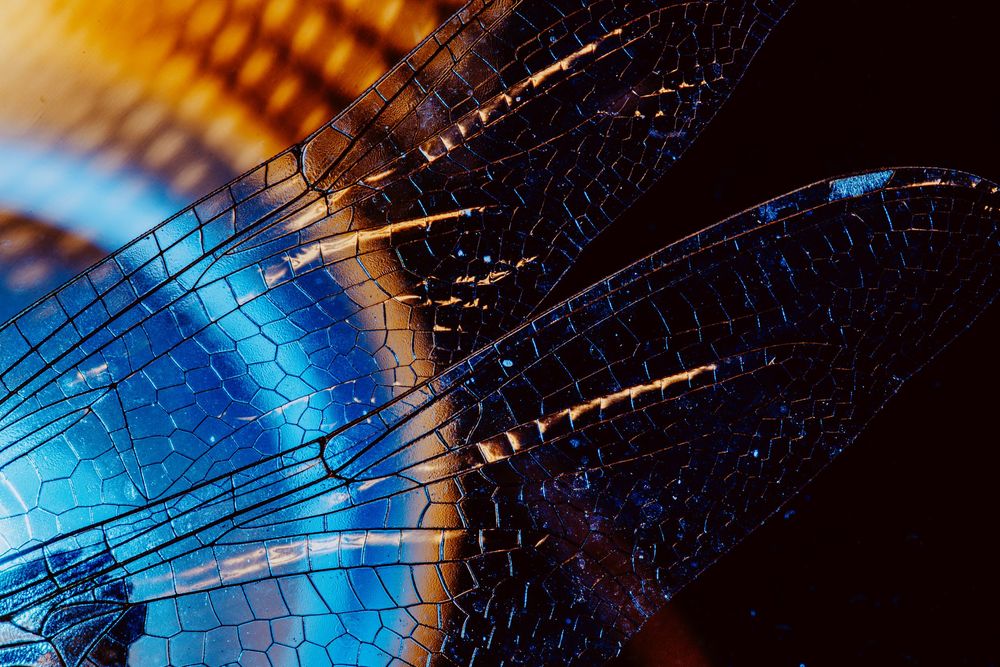 Dragonfly; creative lighting macro photography