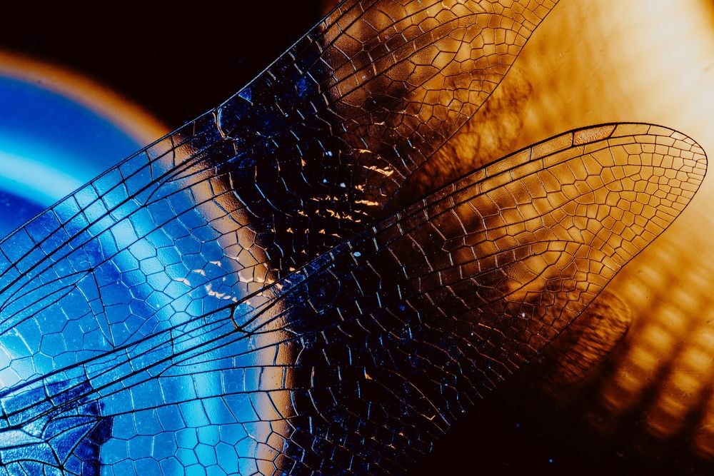 Dragonfly; creative lighting macro photography