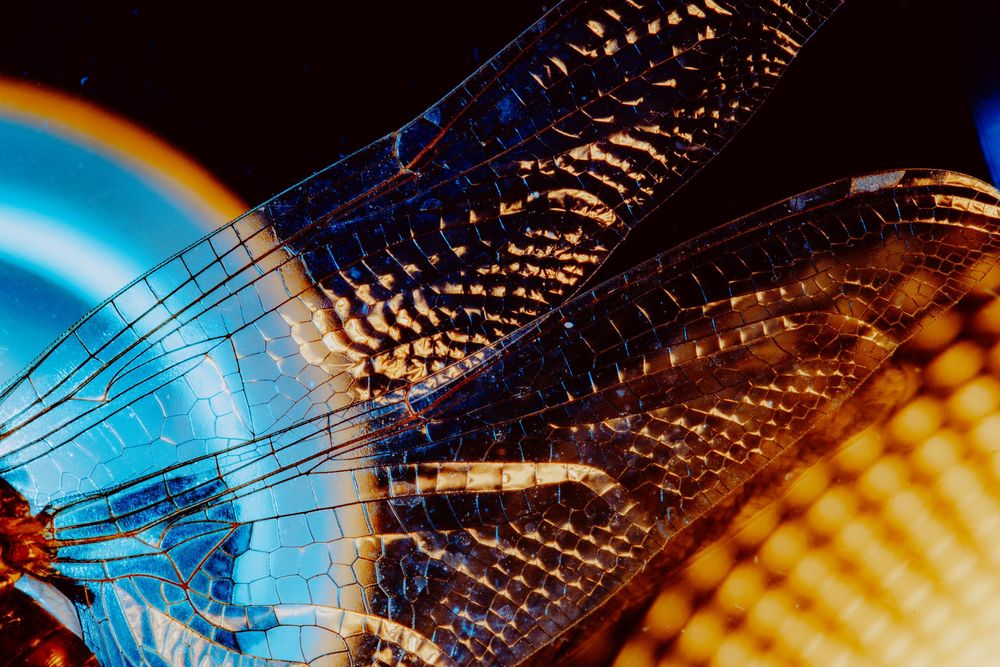 Dragonfly; creative lighting macro photography