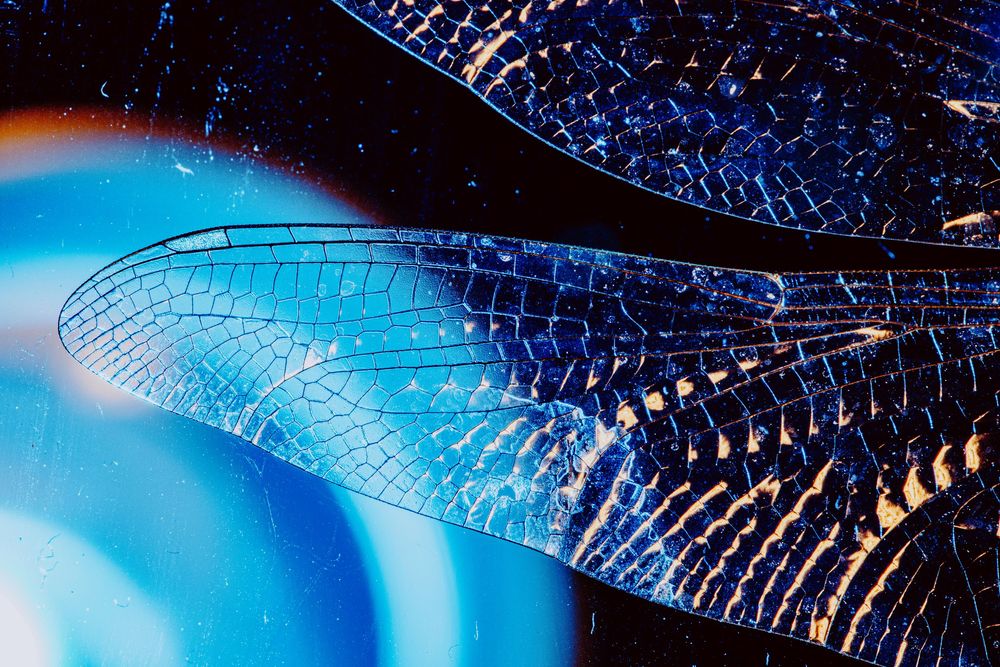 Dragonfly; creative lighting macro photography
