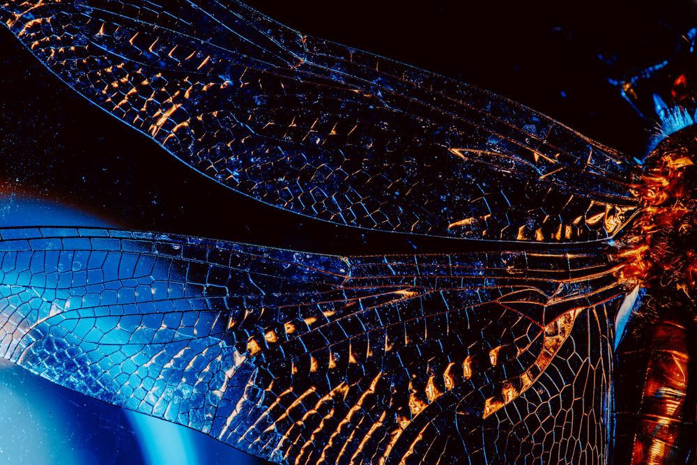 Dragonfly; creative lighting macro photography
