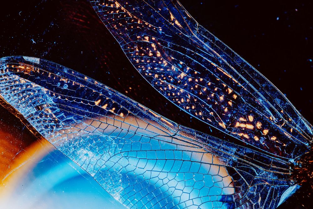 Dragonfly; creative lighting macro photography