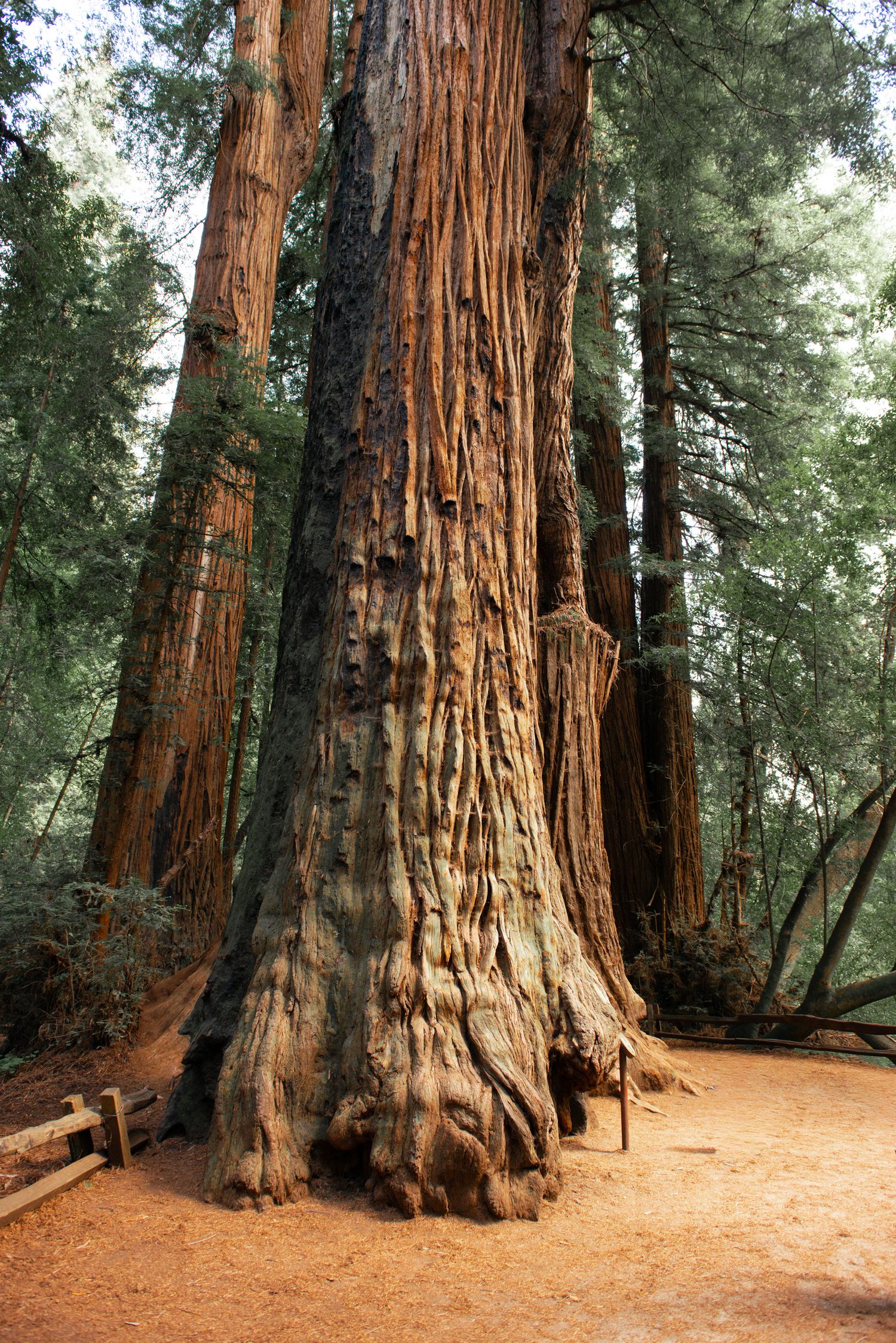 Massive ancient giant sequoia tree trunk with reddish-brown bark in a misty forest grove, surrounded by tall redwood trees.
