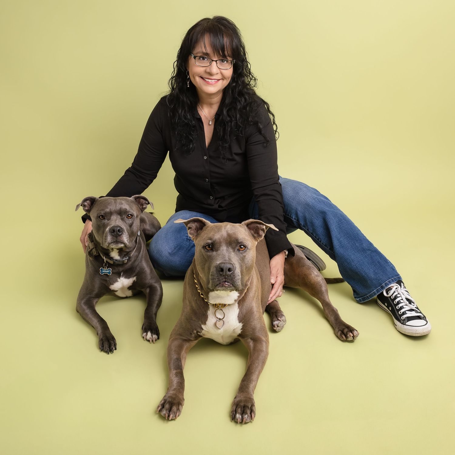 Two gray pit bull type dogs posing with someone on a yellow backdrop for a studio portrait photo session.