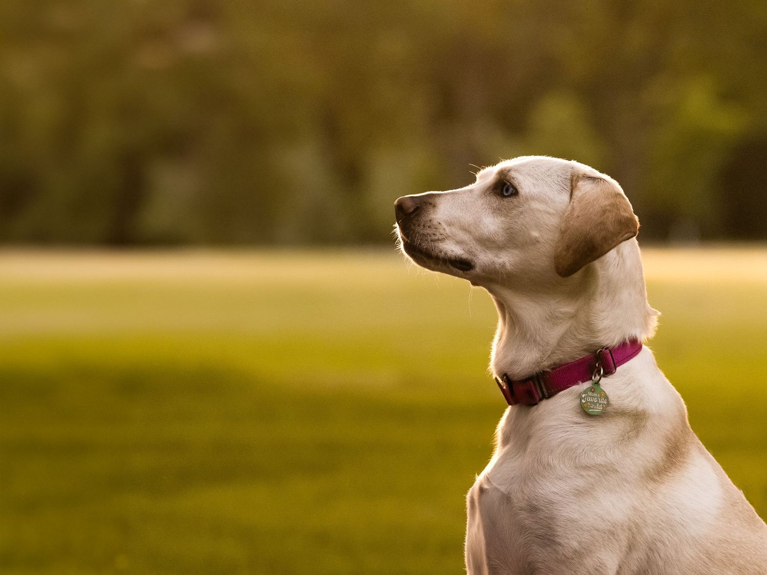 Light colored dog sitting in grassy field with warm sunset lighting.