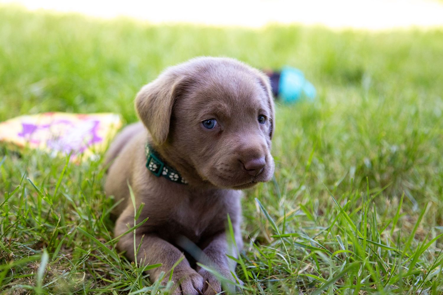 Chocolate Labrador puppy lying in green grass with a blue toy in the background wearing a collar.