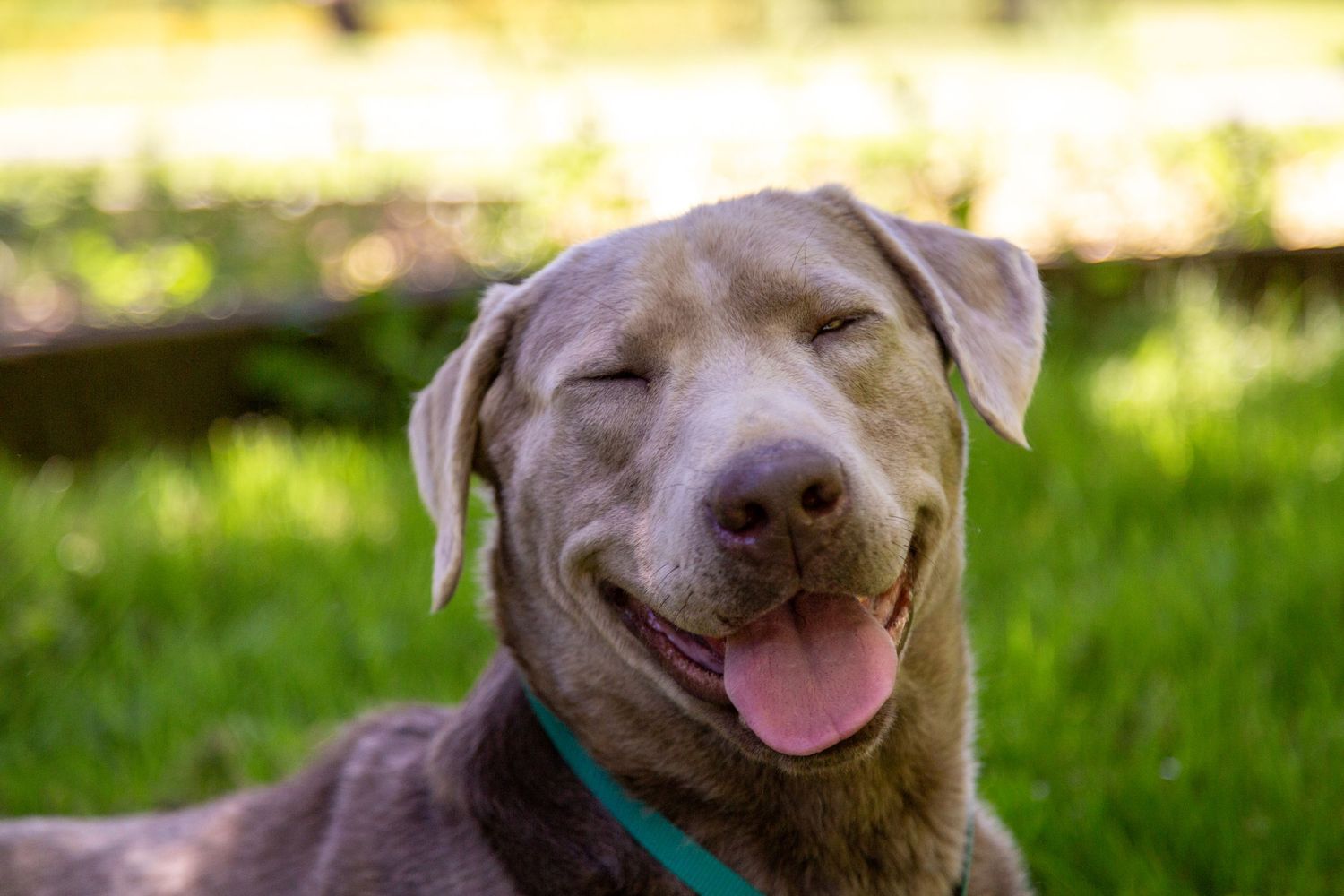 Happy silver Labrador retriever dog with closed eyes and big smile wearing teal collar in sunny garden setting.