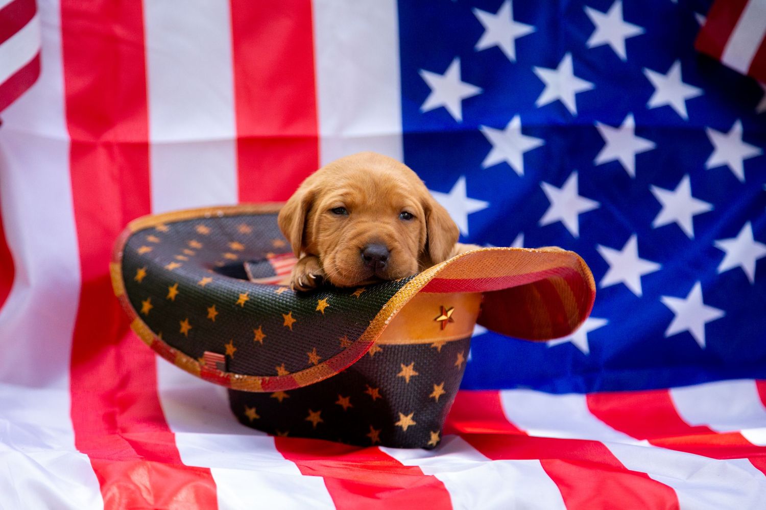 Adorable golden retriever puppy resting on American cowboy hat with USA flag backdrop, displaying patriotic charm.