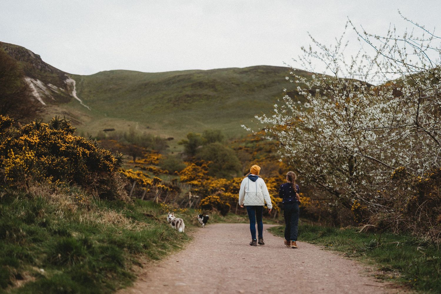 Two people walk a dog along a scenic dirt trail surrounded by blooming gorse and mountains in springtime.