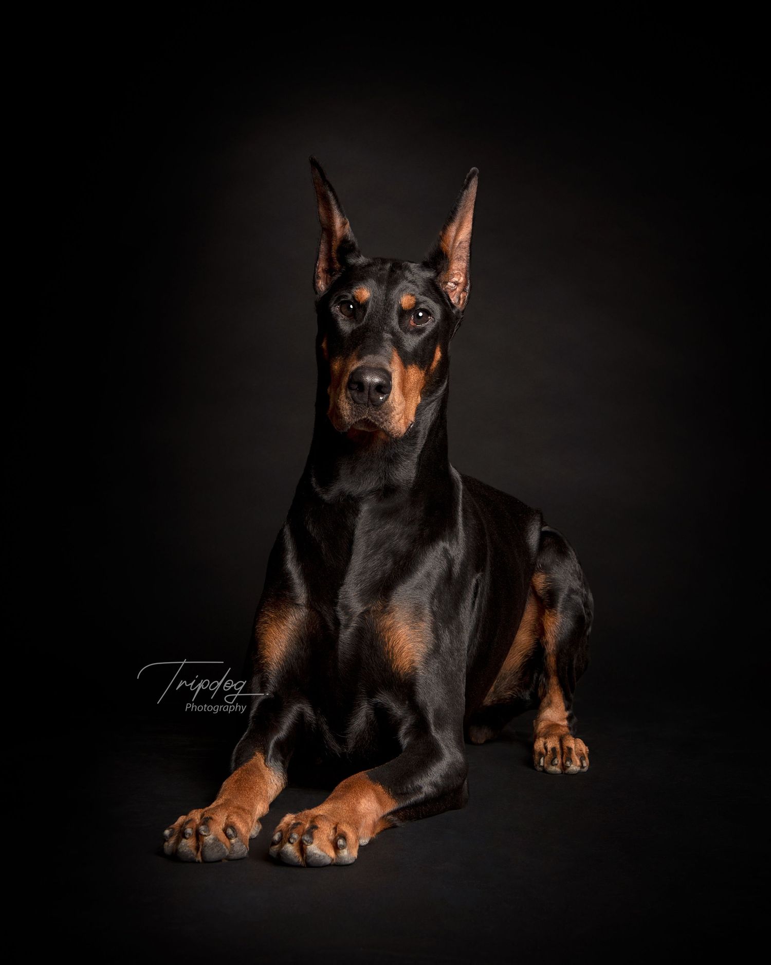 Dog Portrait Doberman on Black, Red Deer Alberta Photographer