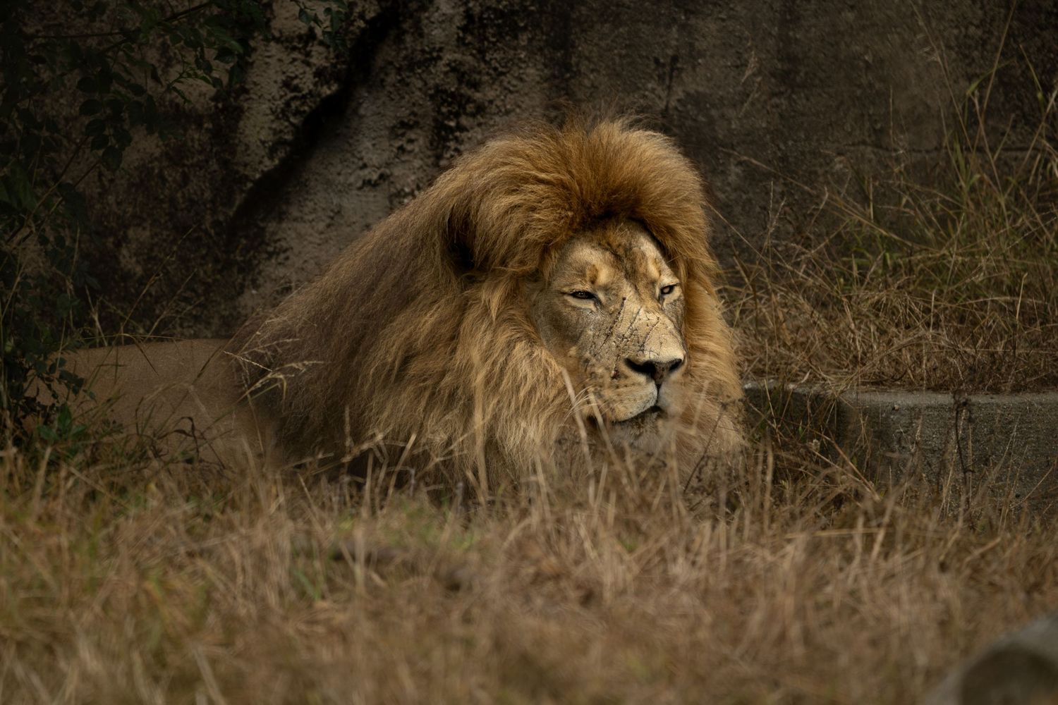 Majestic male lion with golden mane resting in dry grassland.