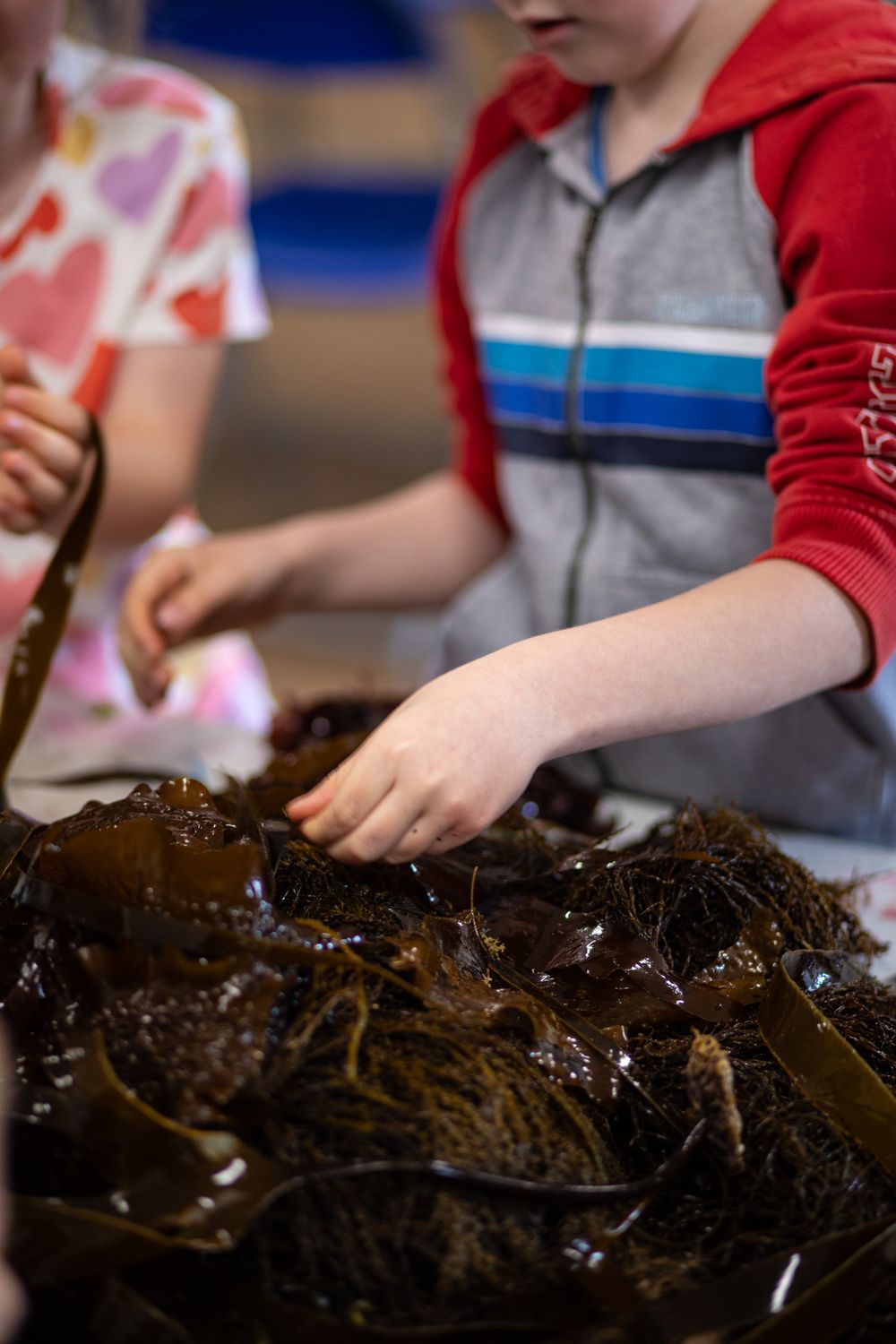 A student examines slippery seaweed during a hands-on marine biology lesson in class.