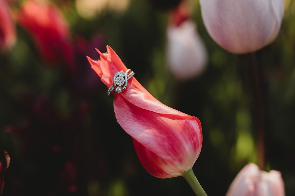 Wedding ring placed on red tulip petal in garden setting.
