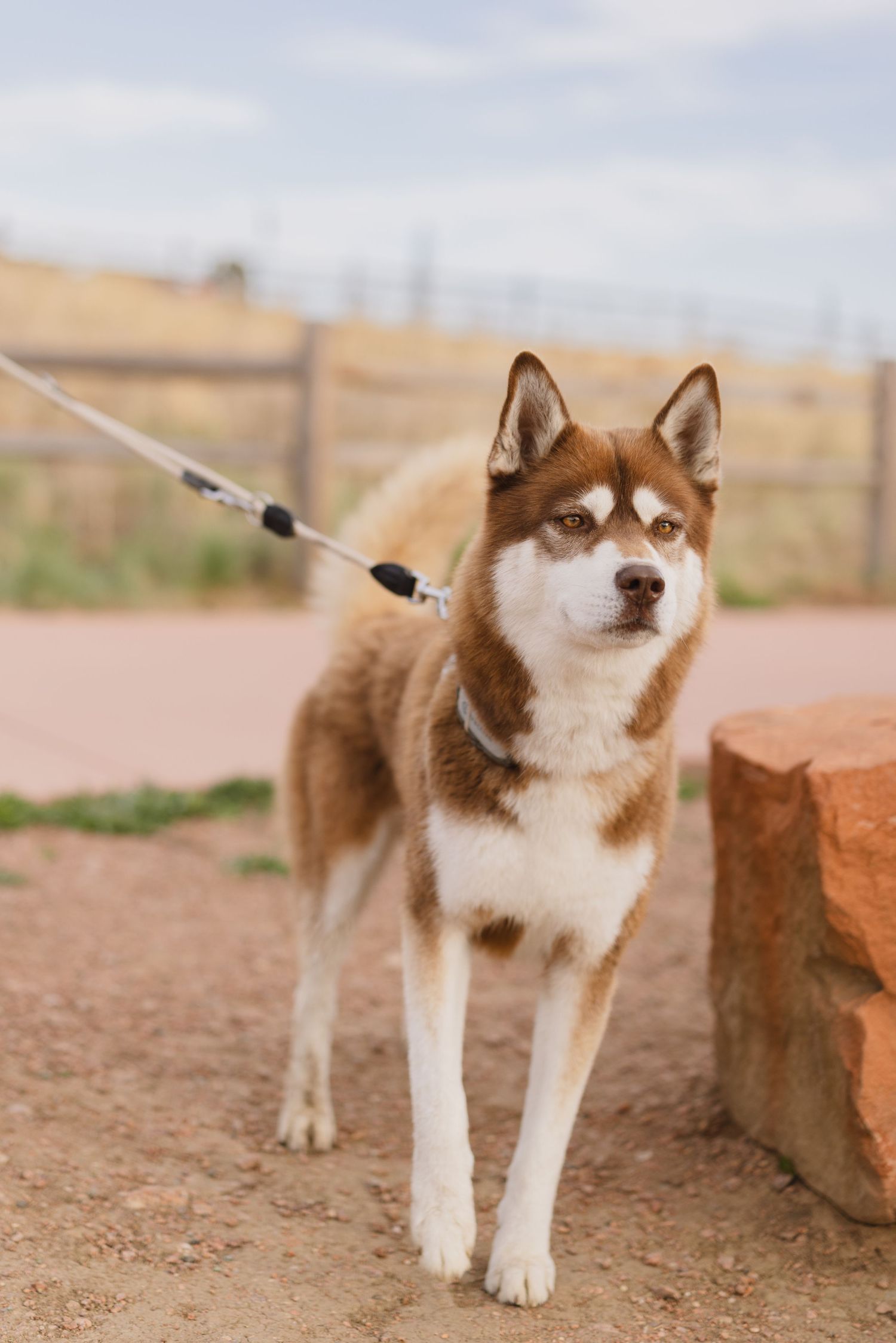 A red and white Siberian Husky dog on a leash standing outdoors on sandy ground near a rock.