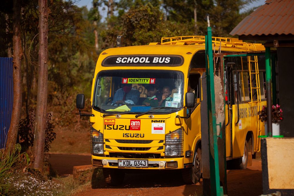 Multiple yellow school buses parked next to each other on a street with pine trees in the background.
