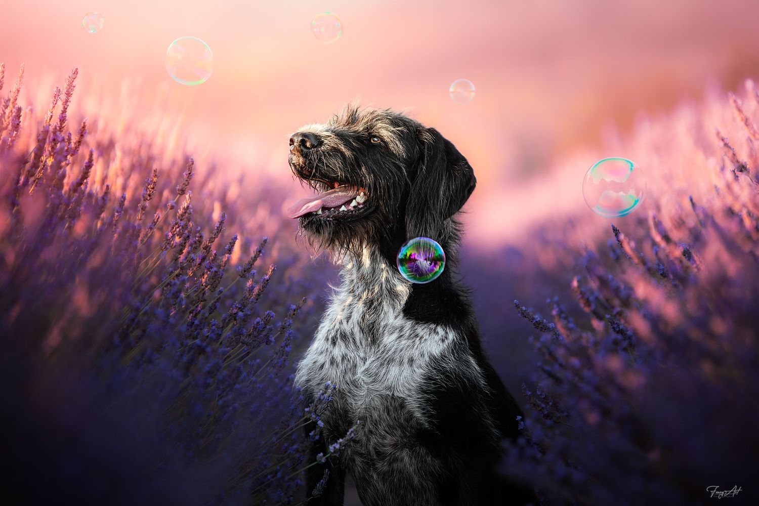 Chien dans les lavandes