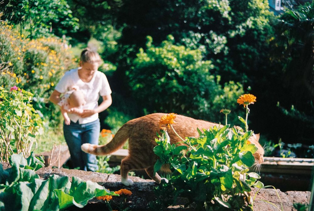 Person harvests fresh vegetables from a thriving backyard garden filled with lush greenery.