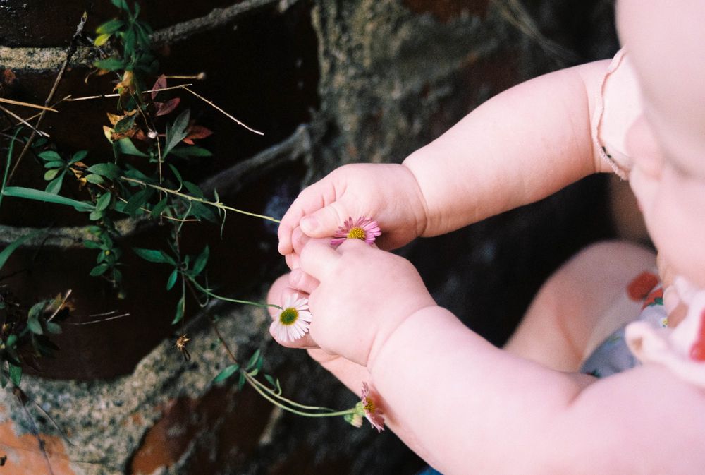 Hands gently touch delicate flowers growing against a dark stone wall in natural lighting.
