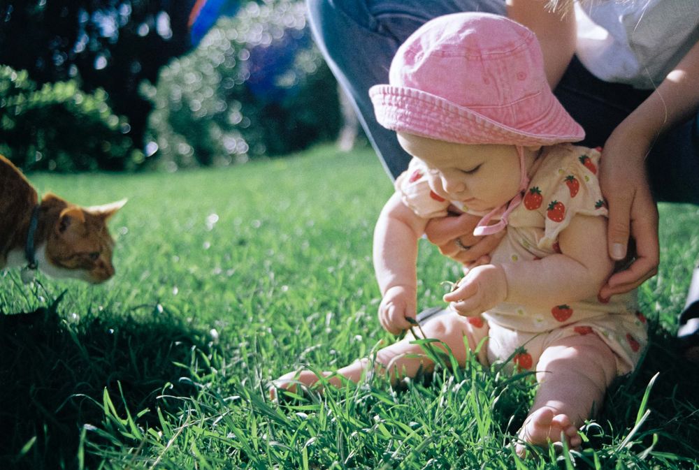 A sequence of photos showing a small baby in a pink sun hat discovering and examining a dandelion flower in grass.