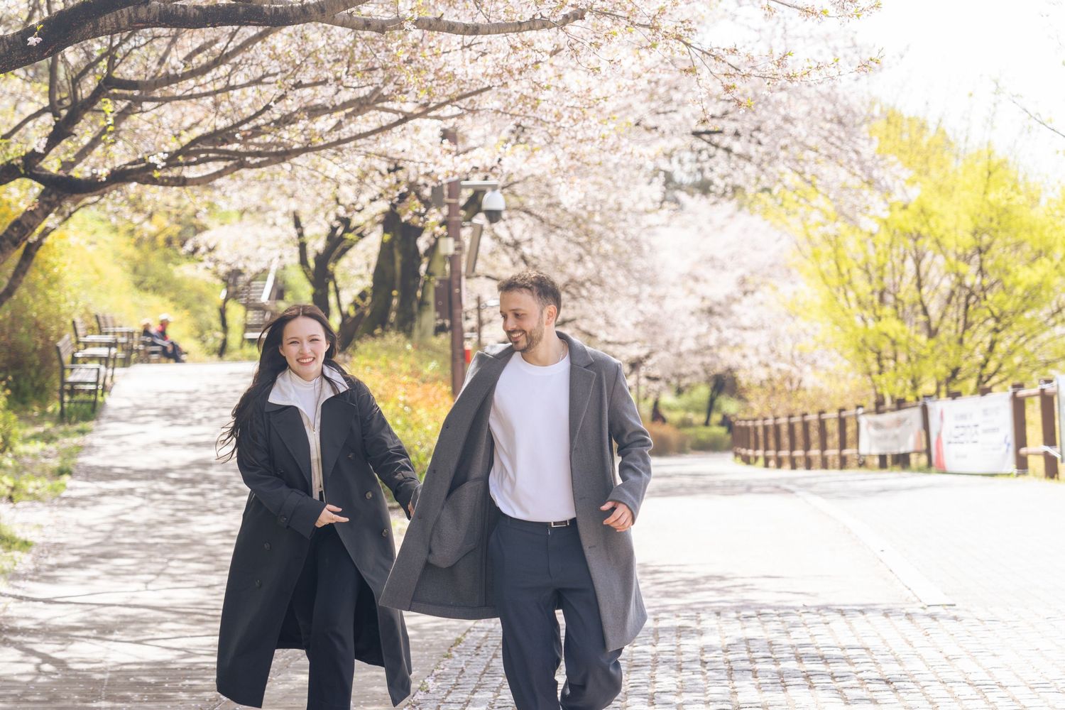 Cherry blossom trees in full bloom along a park pathway during spring.