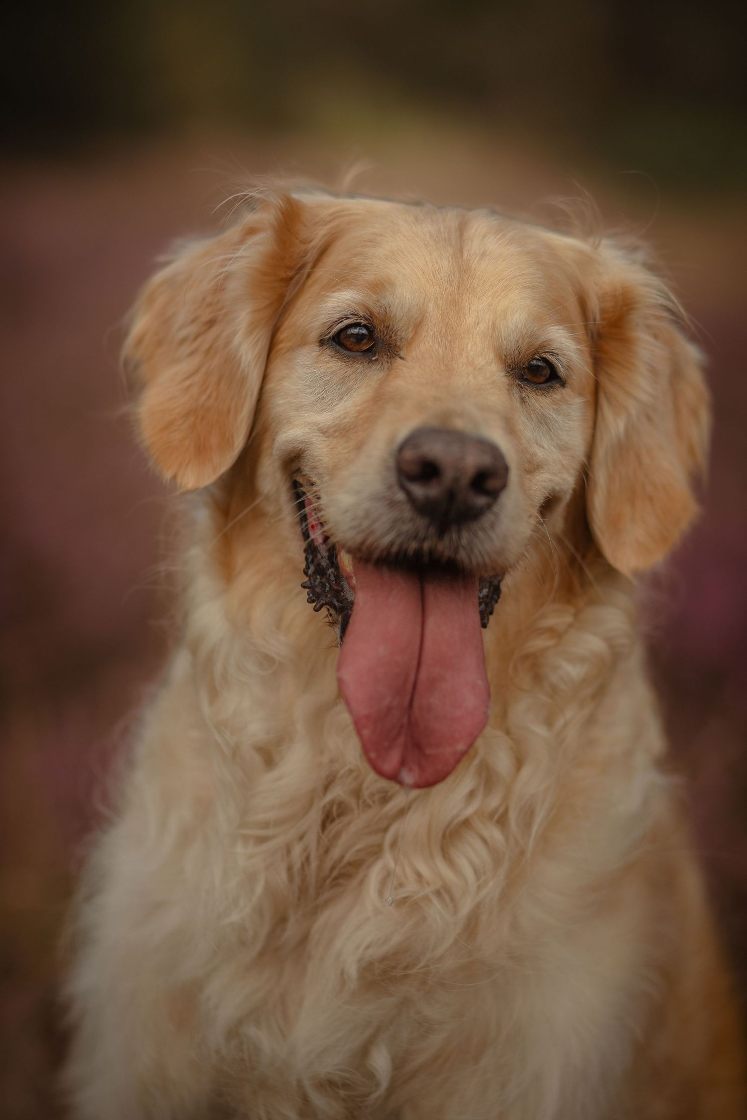 Golden retriever portretfoto.