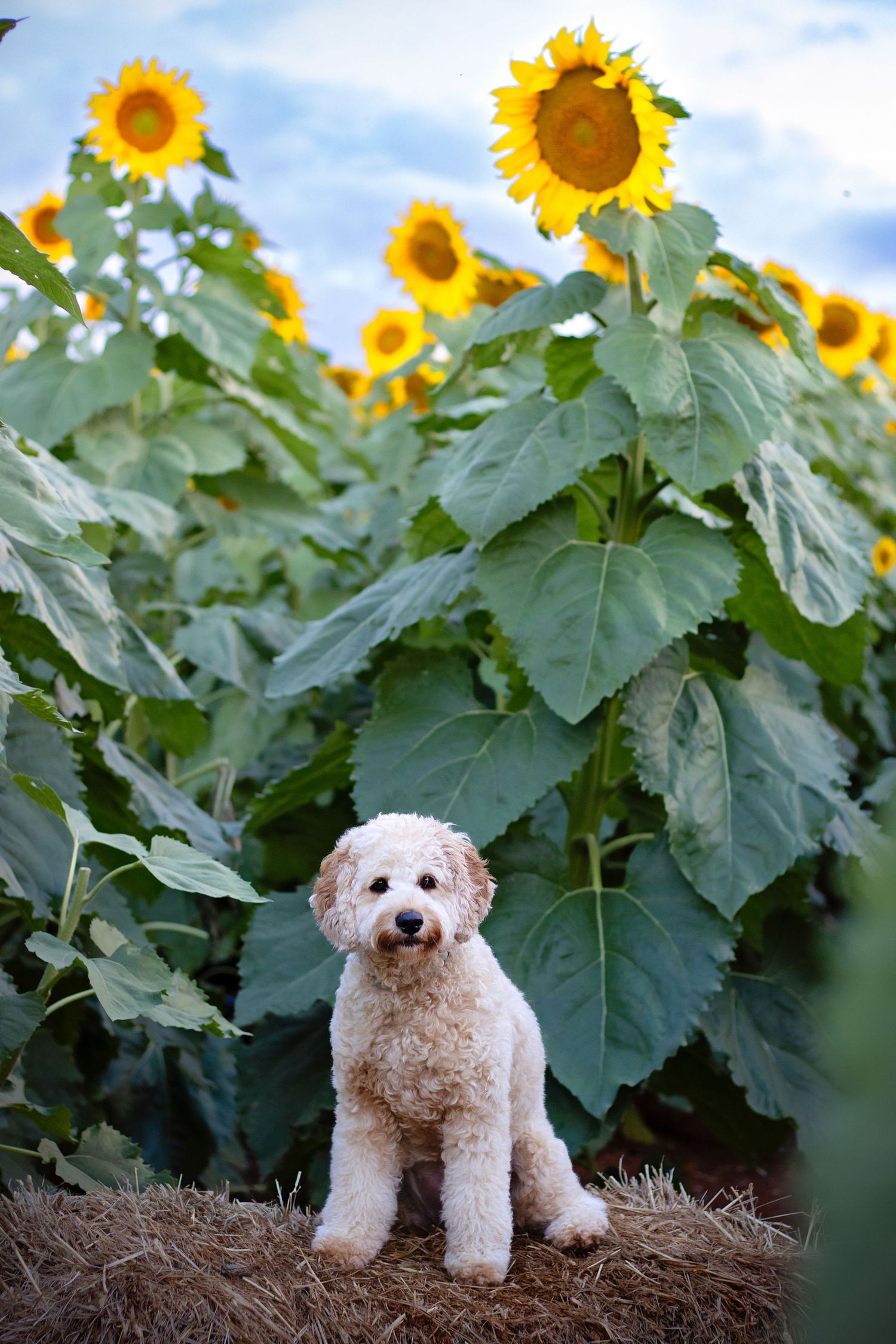 End of Life Dog Photography