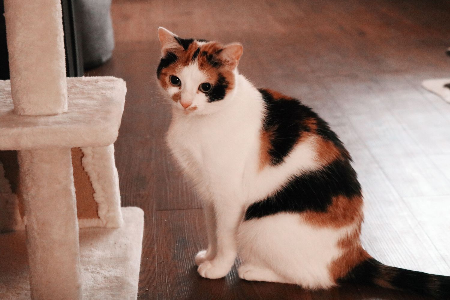 Calico cat lounges and naps in various poses on a couch cushion in a multi-frame photo sequence.