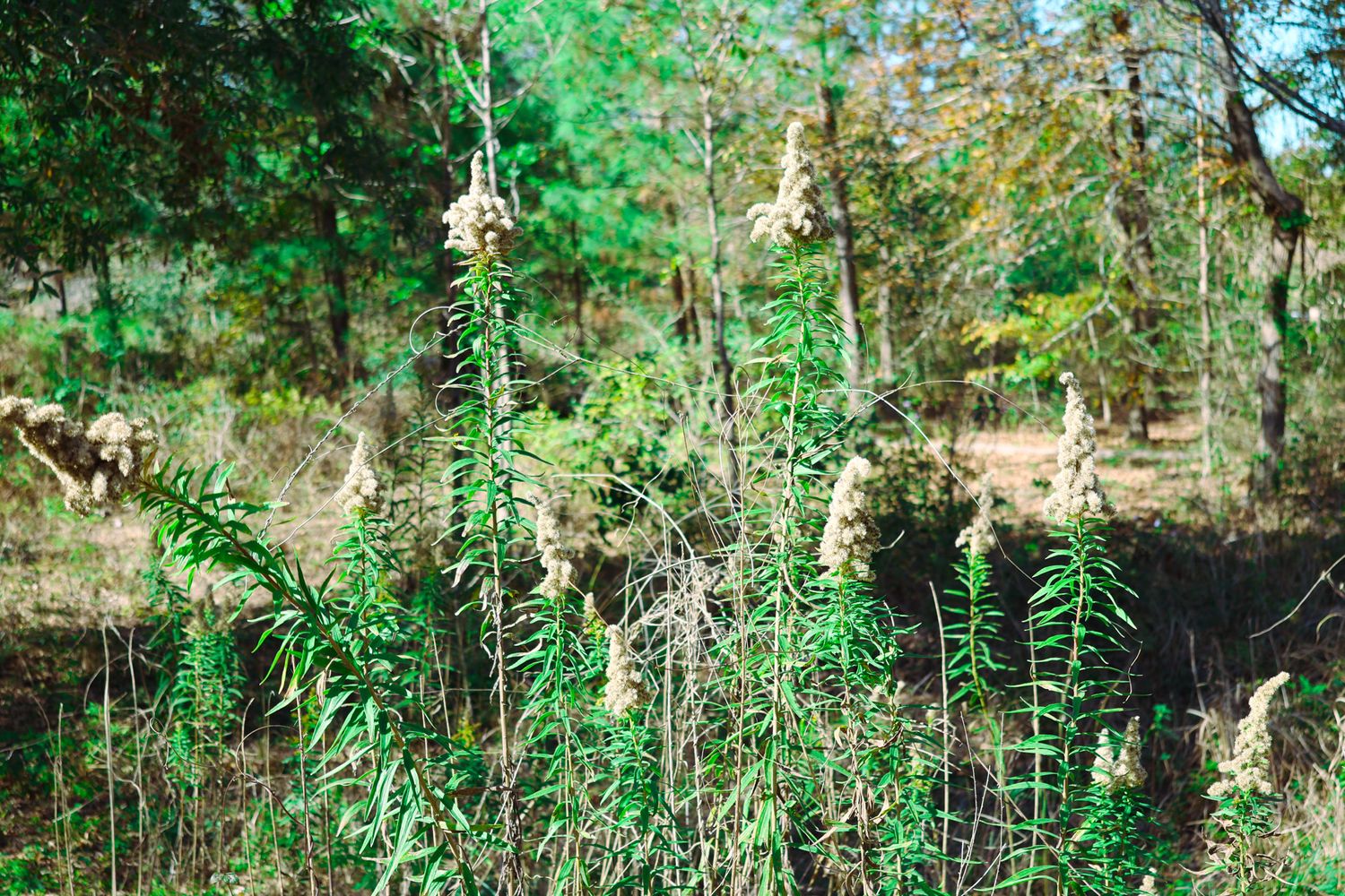 Lush green forest landscape with tall trees and dense vegetation.