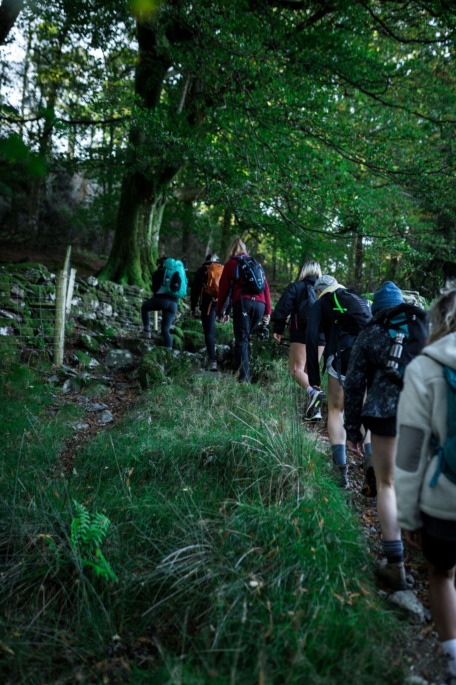 Group of hikers with backpacks trekking along a narrow forest trail surrounded by lush green trees and rocky terrain.