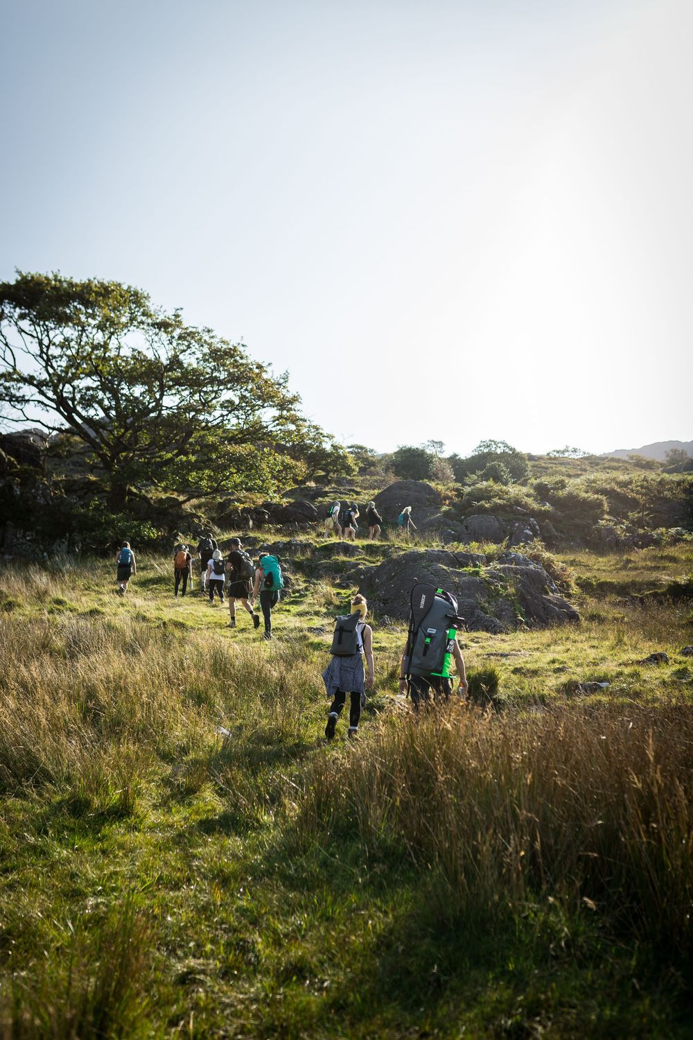 Group of hikers with backpacks trekking through lush green highland meadow on a sunny day.