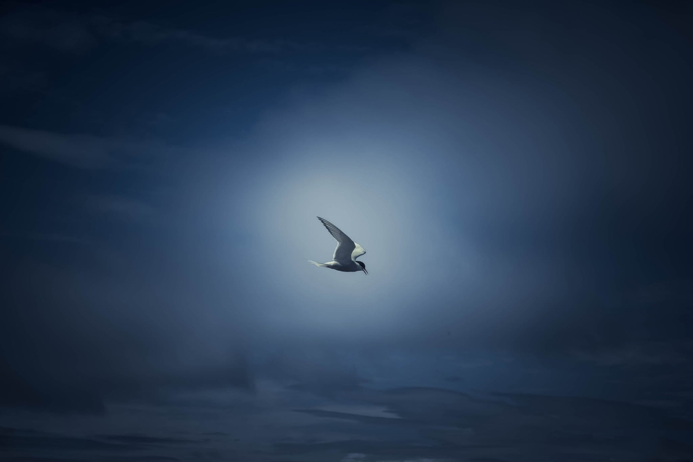 Arctic Tern soars gracefully against a glowing moonlit dark blue sky over open waters.