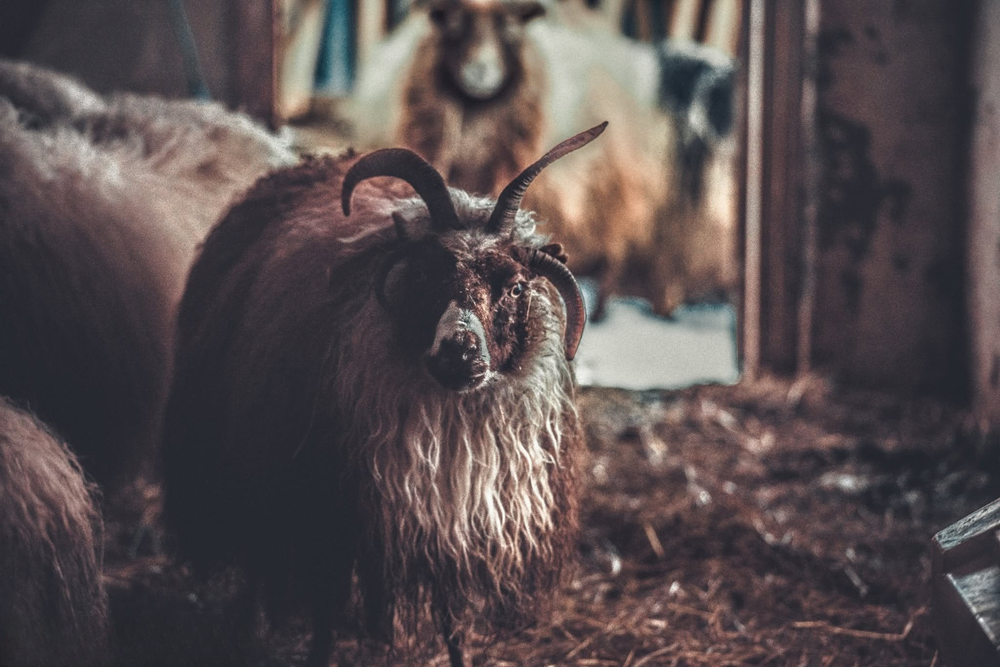 A shaggy horned goat stands inside a rustic barn surrounded by hay and other livestock.