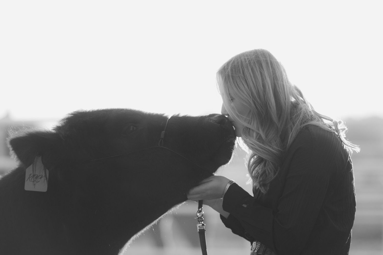 stock show steer photos of girl kissing calf