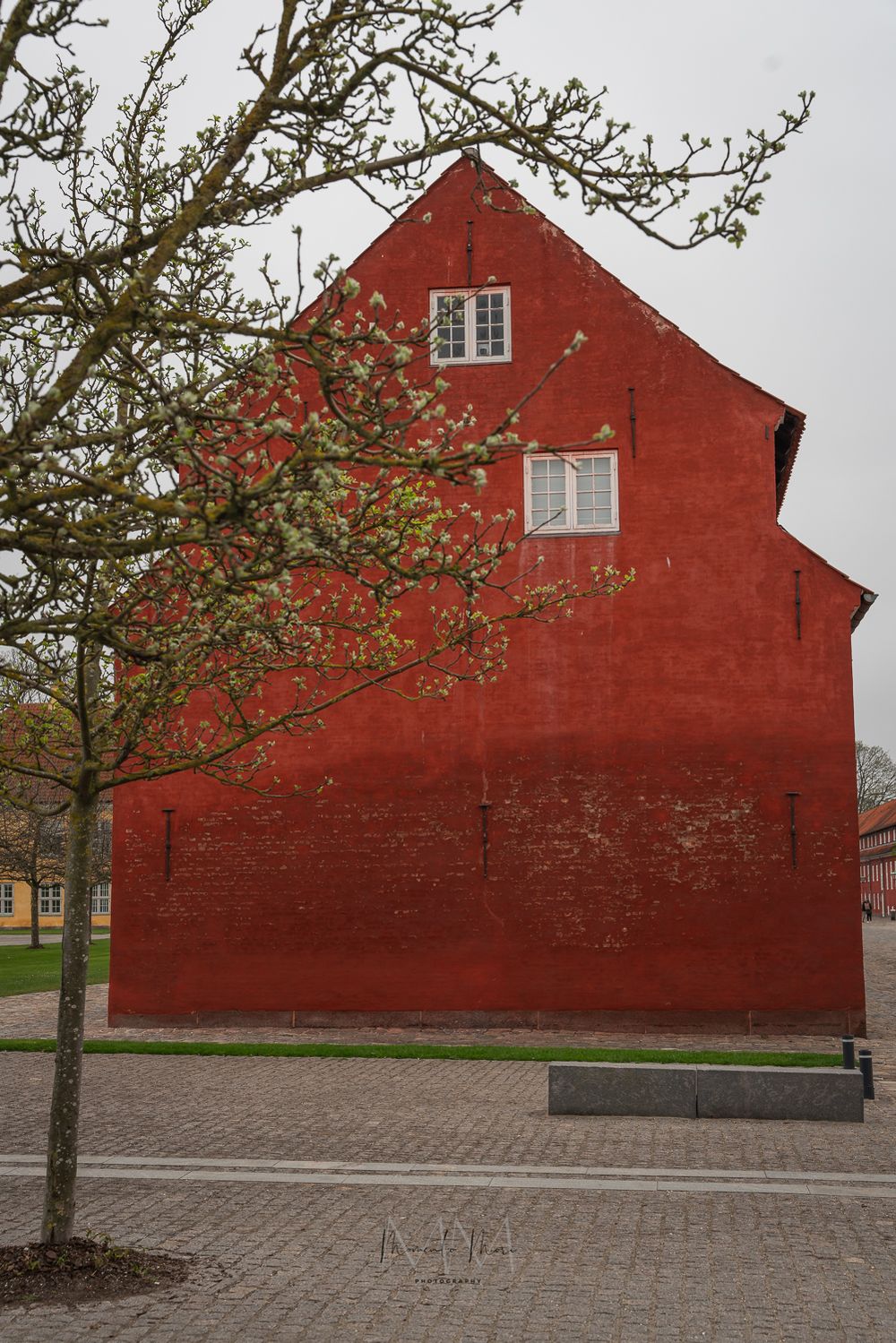 Large red historic Danish building with blooming spring tree in cobblestone square.