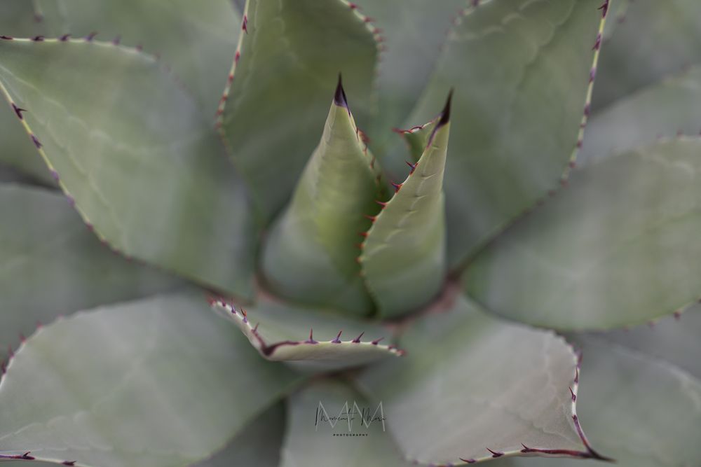 Close-up of a green agave plant with pointed leaves and serrated edges forming a natural rosette pattern.