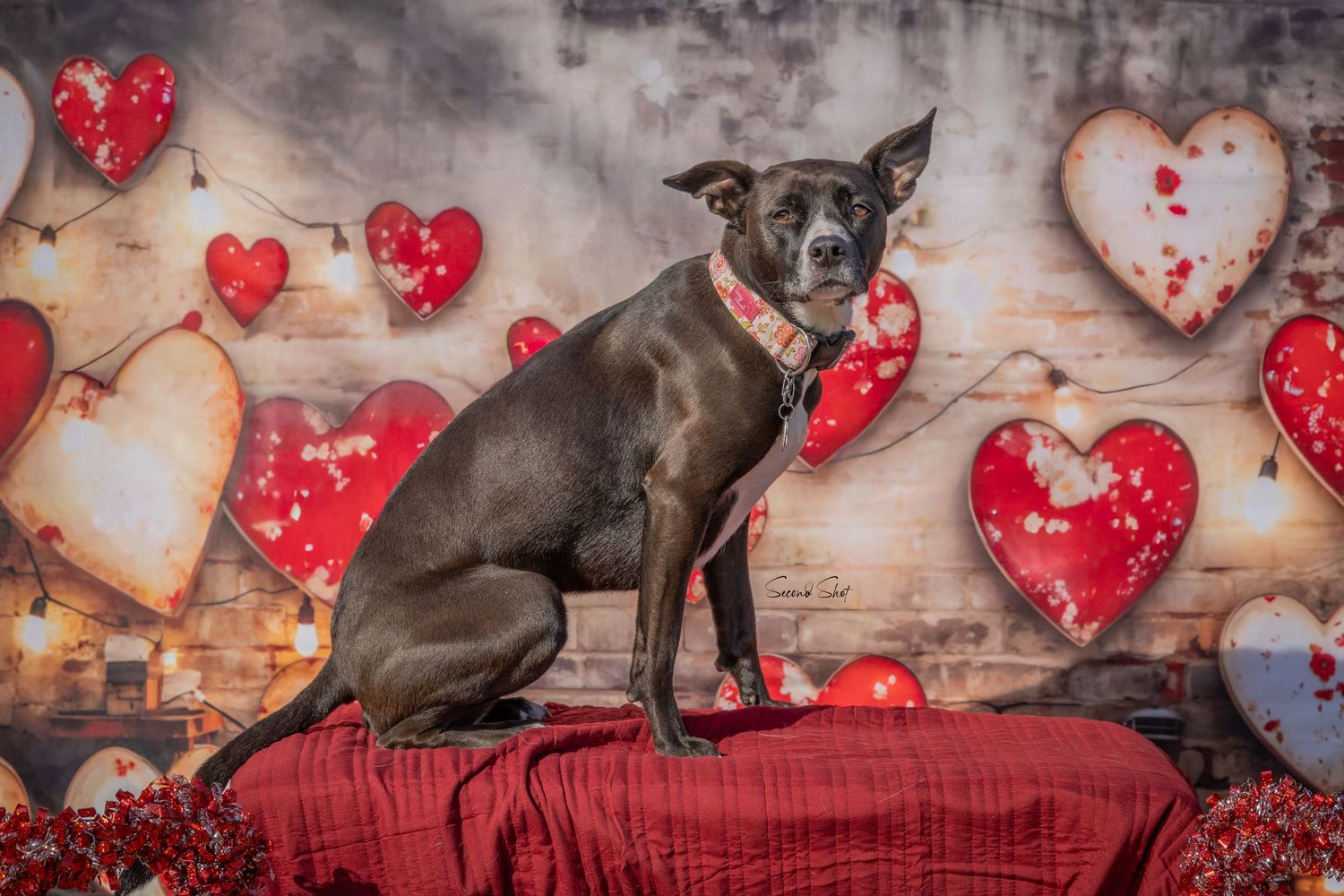 A German Shepherd dog wearing a red harness sits on a red blanket surrounded by heart-shaped decorations for Valentine's Day.