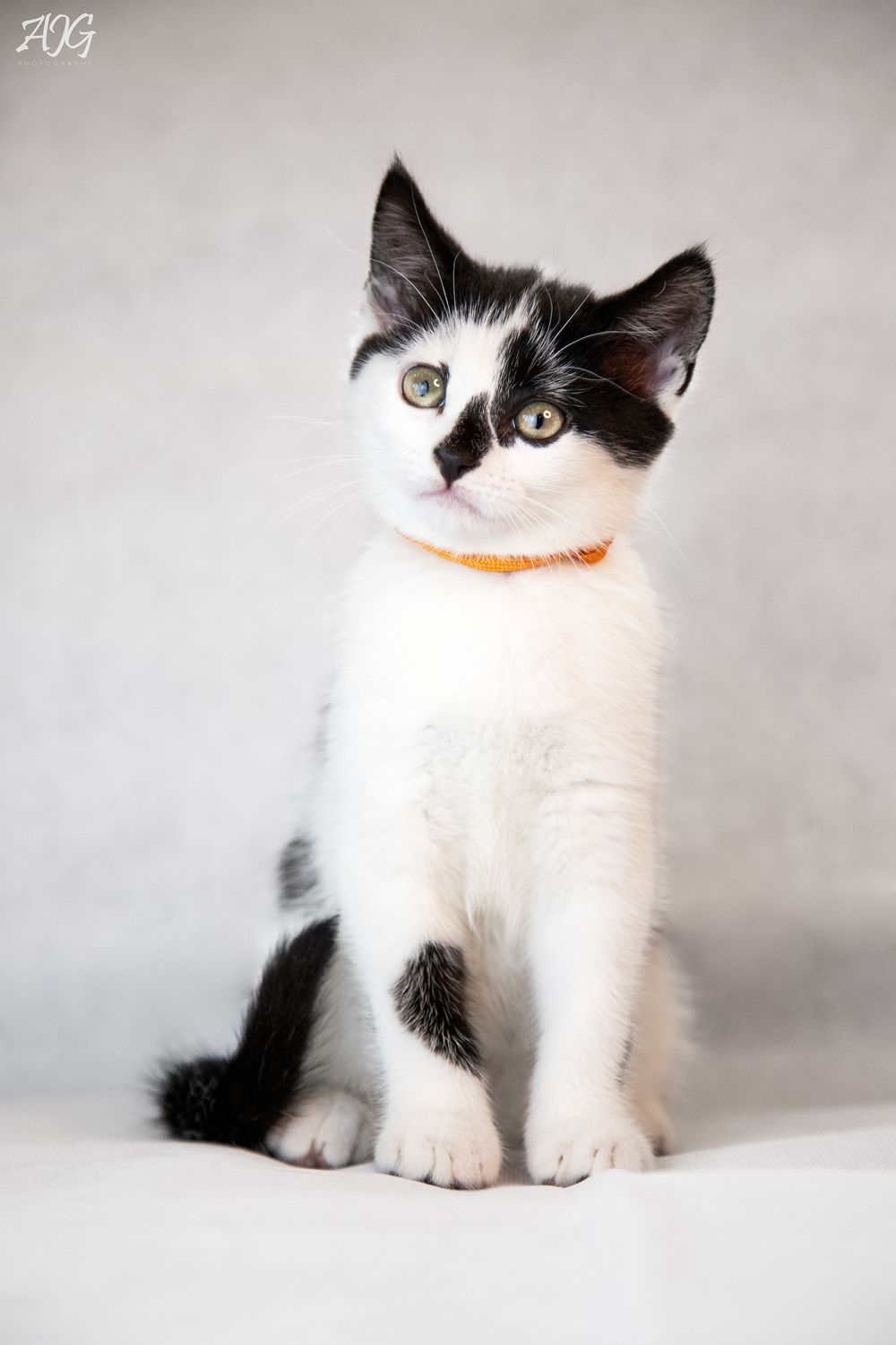 cat photography